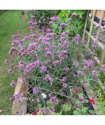 Imagine a plant that blooms nonstop from early summer to fall and verbena bonariensis 'lollipop'. Verbena Bonariensis Lollipop 1lt