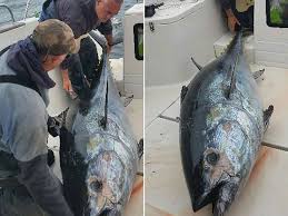50 cm (1.6 ft), weight: Two Monster Tuna Fish Weighing 800lbs And Worth 75k Caught By Anglers Off Coast Of Wales Mirror Online