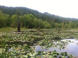 Mclane creek trail is a big loop trail divided down the middle by a straight trail which historically was part of the railroad track that carried logs to puget sound. Mclane Creek Nature Trail Walk Olympia