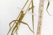 Image result for Urochloa jubata