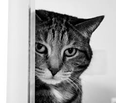 Best cat wallpaper, desktop background for any computer, laptop, tablet and phone. Cat Wallpaper For Alcatel Pop 2