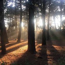 Theridejournal On Instagram Celestial Light In The Woods At Wells Next The Sea Woods Sunlight Autumnweather Wells Next The Sea Instagram Celestial