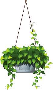 Hanging Flower 6 Png Plants Hanging Plants Hanging Plants Indoor