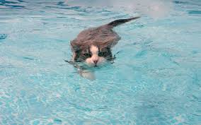 You are trying to show your cat that water sources are not always something to fear. Who Says Cats Can T Swim Android Wallpapers