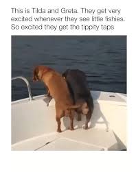 Tilda And Greta Are So Cute Video Cute Dog Memes Funny Dog Memes Dachshund Dog