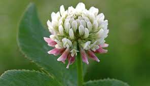 The heads have dense spikes of small red, purple, w. Edible And Abundant White Clover Hobby Farms