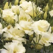 Ivory Lisianthus Flowers Lisianthus Posy