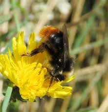 Image result for Bombus lapidarius