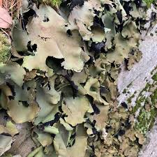 Image result for Subularia monticola