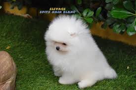 Voici 13 élevages de cette race, dont probablement certains près de chez vous. Spitz Nain Blanc Chien Loulou De Pomeranie Elevage Spitz Nain