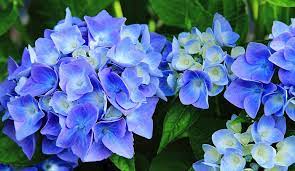 Cheap artificial & dried flowers, buy quality home & garden directly from china suppliers:indigo 5pcs blue hydrangea with leaves flower hydrange beautiful wedding flower floral event party table flower free shipping enjoy free shipping worldwide! Hydrangea Flower Meaning Symbolism And Colors