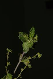 Image result for Veronica javanica