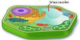 What is the main function of a vacuole. Vacuole Structure And Function Qs Study