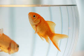 Healthy Goldfish In 7 Simple Steps Fish Keeping 101 Animal Bliss Goldfish Care Goldfish Fish