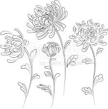 Chrysanthemum Chrysanthemum Tattoo Chrysanthemum Drawing Chrysanthemum