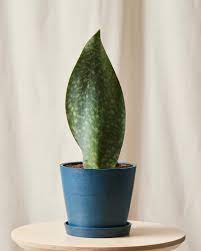 Buy Potted Whale Fin Sansevieria Indoor Plant | Bloomscape