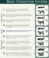 Morning, afternoon, and evening is a good choice. How Much To Feed A Kitten Kitten Food Portions And Feeding Schedule Bechewy