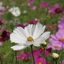 Where to plant cosmos in garden. Garden Cosmos Cosmos Bipinnatus De Bolster Organic Seeds