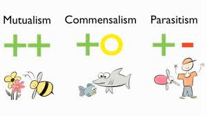 Difference Between Mutualism Commensalism Biology Classroom