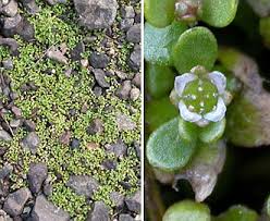 Image result for Elatine