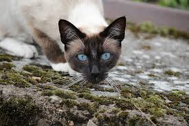 The siamese cat is easily recognizable by its distinctive coloring and almond shape brilliant blue eyes. Free Photo Cat Siamese Cat Cat S Eyes Hippopx