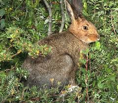 Check spelling or type a new query. Snowshoe Hare Wikipedia