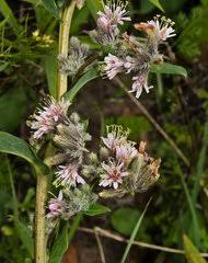 Image result for Bothriocline quercifolia