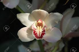 Cymbidiums, også kjent som, orkideer, er noen av de enkleste orkideer å vokse. Gorgeous Cream Colored Cymbidium Orchid Flower Stock Photo Picture And Royalty Free Image Image 12955371