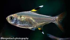 X Ray Fish Pristella Maxillaris Encyclo Fish