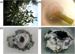 Image result for Viscum combreticola