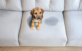 Effectively Remove Dog Pee From Your Couch