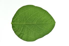 We did not find results for: Soja Blatter Green Kostenloses Foto Auf Pixabay