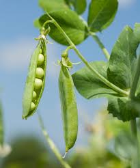 Mangetout food & travel blog updated their cover photo. How To Grow Peas What To Plant When To Plant It And How Quickly You Ll Be Dishing It Up Country Life