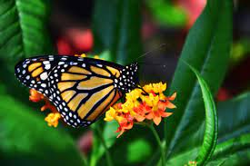 Please be patient as you wait for your free milkweed seeds to arrive. Want To Help Save Monarch Butterflies Get Free Milkweed Seeds Oak Tree Saplings From State Water District