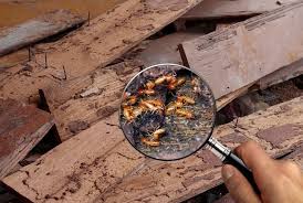 Termite Inspection