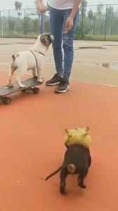 Check This Out Video In 2020 Funny Animal Videos Funny Animals Cute Dogs