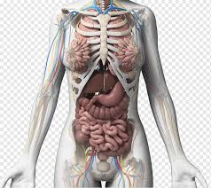 The ribs help protect vital organs in the thorax such as the heart and lungs, and they assist with breathing. Female Body Anatomy Lung Organ Gastrointestinal Organs Organ Model Png Pngwing