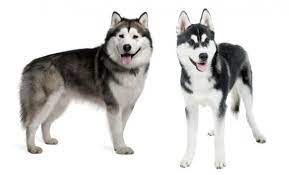 Alaskan malamute dan siberian husky adalah dua anjing ras yang sangat diminati oleh penggemar anjing di indonesia. Diferencias Entre Alaskan Malamute Y Husky Siberiano Husky Siberian Husky Malamute Husky