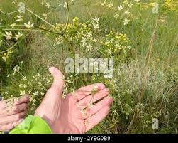 Image result for Alepidea amatymbica