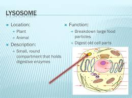 Formation of secretory granules for exocytosis. Organelles Organized Ppt Video Online Download