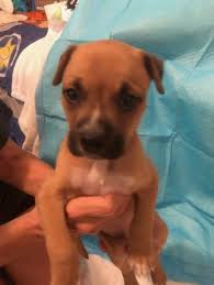 They have a playful personality & are an ideal family pet. Pin By Linda Cantrell On Dog Adoption Dog Adoption Rescue Dogs For Adoption Boxer Rescue