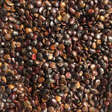 Image result for Hovenia