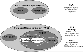 Several common conditions such as diabetes and alcoholism can include dysautonomia. Scielo Brasil Familial Dysautonomia Mechanisms And Models Familial Dysautonomia Mechanisms And Models