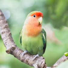 This video is a great example of how intelligent then he started kissing my face non stop and rubbing his hand on my face and neck. 8 Top Green Parrots To Keep As Pets