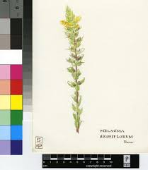 Image result for Alectra sessiliflora