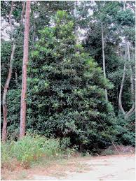 Image result for Lepidotrichilia volkensii