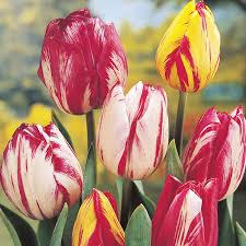 Our low prices on tulips are appealing to landscapers, schools, and municipalities looking for bulk tulips at wholesale prices. Heirloom Tulips Old Fashioned Tulips Perennial Tulips Species Tulips