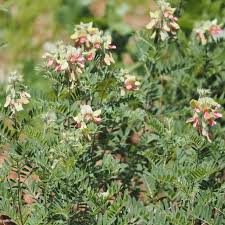 Image result for Tephrosia polystachya