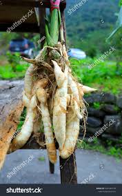 Image result for Maranta arundinacea