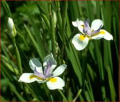 Image result for Dietes